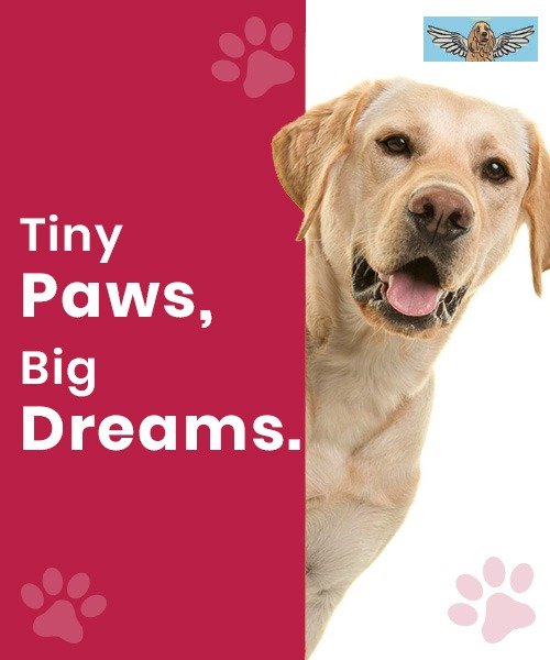 Mobile Banner