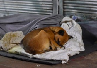 Let's Donate Sweaters to Innocent dogs to help them survive Winter